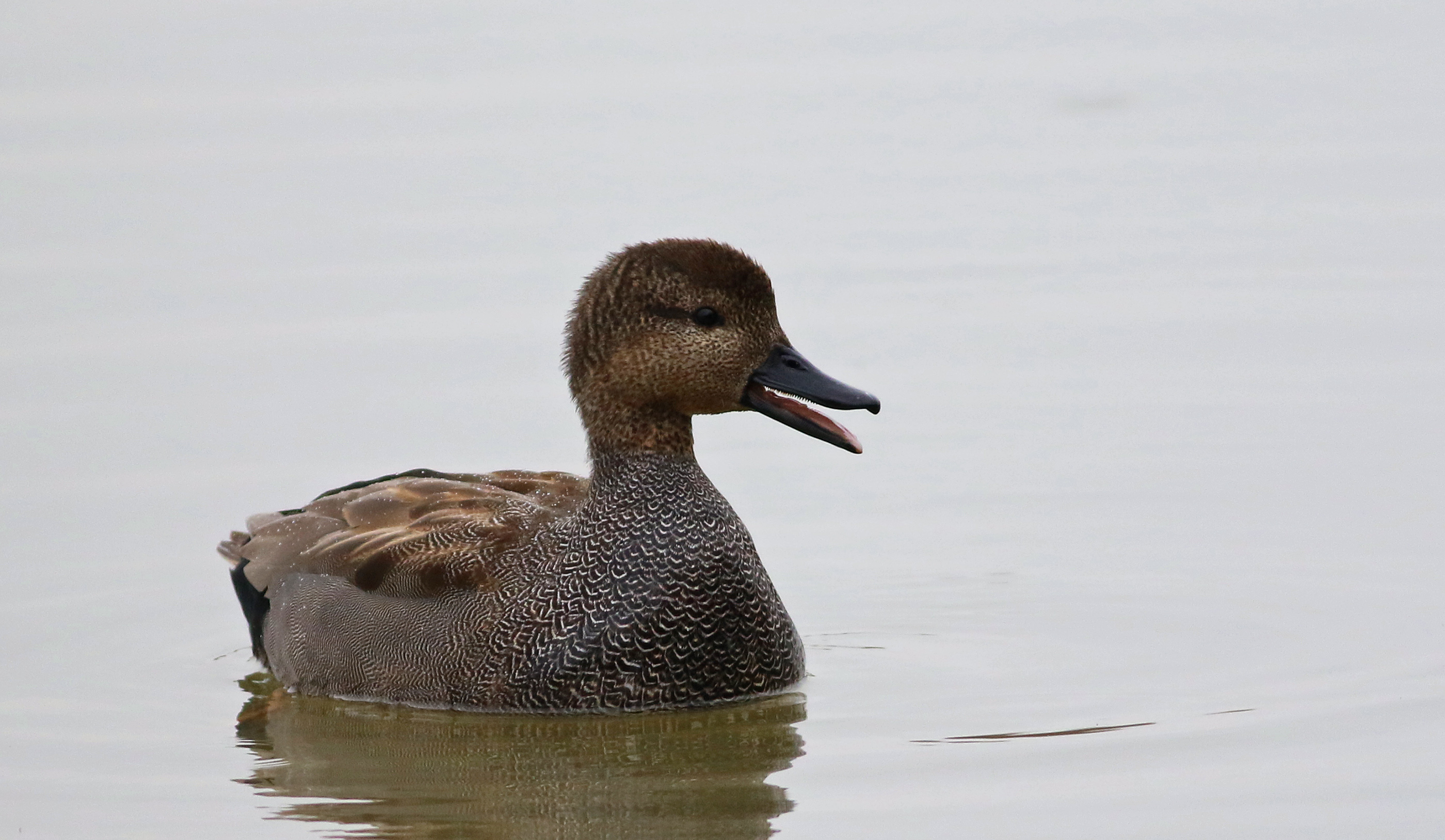Gadwall